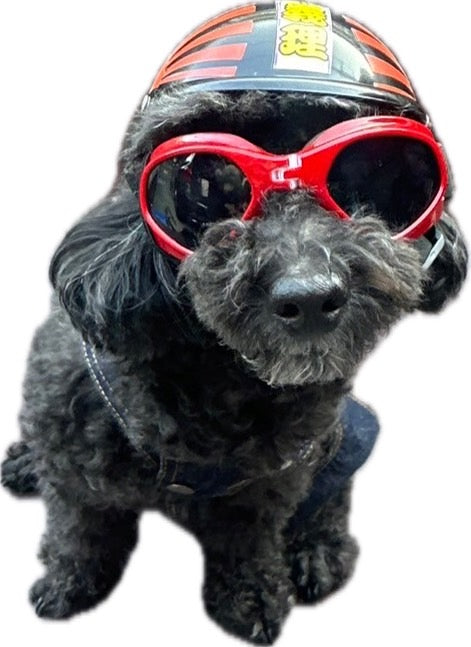 ワンちゃん用ゴーグル着用例